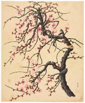 洛克王国紫藤怎么升级(洛克王国换紫藤的道具)插图13