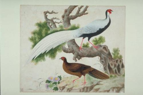 洛克王国紫藤怎么升级(洛克王国换紫藤的道具)插图21