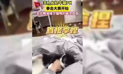 猫咪pk阵容魂环搭配插图