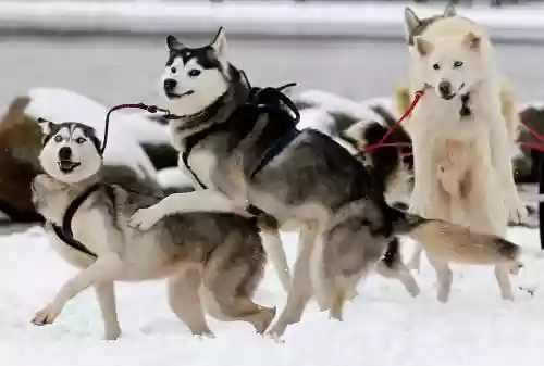 雪橇阵容插图1