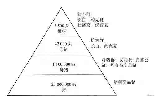 养猪体系阵容插图1