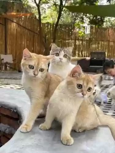 猫咪阵容最新插图