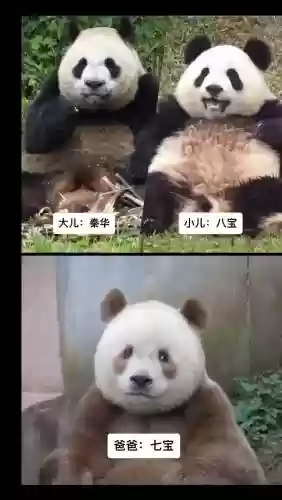 七熊猫阵容插图1