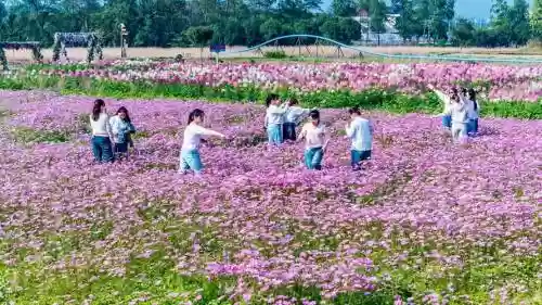 花海阵容2019插图1