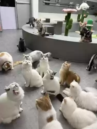 猫咪阵容最新插图1
