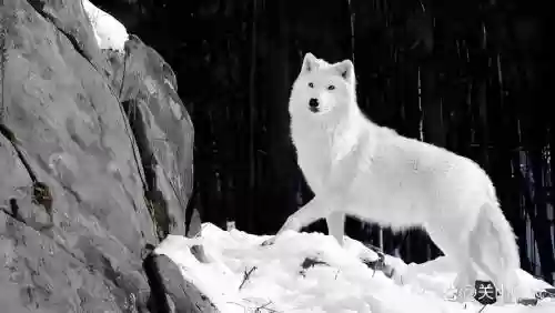 雪狼什么技能，雪狼什么技能伤害最高插图