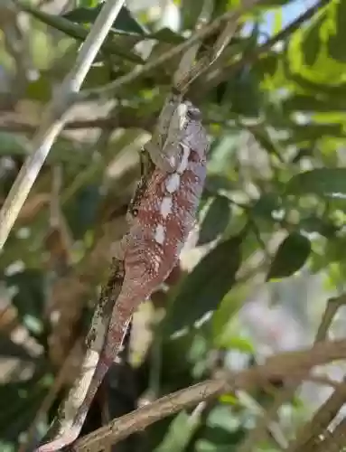 寻找神秘变色龙攻略，寻找神秘生物插图