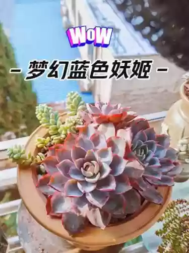 梦幻西游蓝色妖姬送花，梦幻蓝色妖姬衣服插图