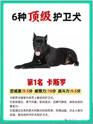 侍卫带什么主动技能，侍卫适合什么宠物插图