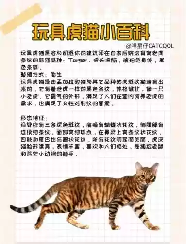 虎咪最多几个技能，虎魔猫的魂技插图